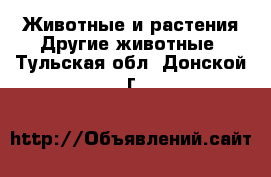 Животные и растения Другие животные. Тульская обл.,Донской г.